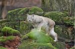 Portrait of Eurasian Lynx (Lynx lynx) in Autumn, Germany