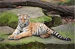 Portrait of Siberian Tiger (Panthera tigris altaica) Youngster in Winter, Germany