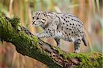 Portrait of Fishing Cat (Prionailurus viverrinus) in Autumn, Germany