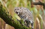 Portrait of Fishing Cat (Prionailurus viverrinus) in Autumn, Germany
