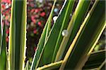 Close-up of succulent plant, Majorelle Gardens, Marrakesh, Morocco, North Africa, Africa