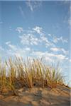 Dune Grass with Warm Sunlight and Sky, Arcachon, Aquitaine, France