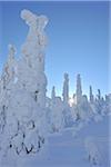 Snow Covered Trees with Sun in Winter, Rukatunturi, Kuusamo, Nordoesterbotten, Finland