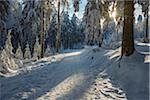 Snow Covered Winter Forest with Path and Sun, Grosser Feldberg, Frankfurt, Taunus, Hesse, Germany