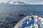 Humpback whale (Megaptera novaeangliae) off the bow of the Lindblad Expeditions ship National Geographic Orion, Cuverville Island, Antarctica, Polar Regions