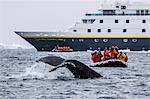 Humpback whale diving during Zodiac cruise from the Lindblad Expeditions ship National Geographic Orion, Weddell Sea, Antarctica, Polar Regions