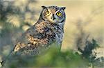 Great horned owl (Bubus Virginianus nacurutu), Patagonia, Argentina, South America