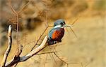 Kingfisher (Alcedinidae), Patagonia, Argentina, South America