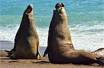 Southern Elephant Seal (Mirounga leonina) adult males fighting, Peninsula Valdes, Patagonia, Argentina, South America
