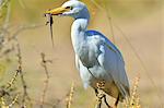 Cattle egret (Bubuctus Ibis) hunting a lizard, Patagonia, Argentina, South America