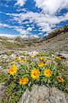 Yellow flowers frame the landscape around Lake Grevasalvas, Engadine, Canton of Grisons (Graubunden), Switzerland, Europe