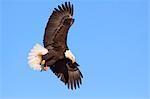 Bald eagle, Alaska, United States of America, North America