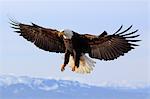 Bald eagle, Alaska, United States of America, North America