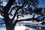 Pohutukawa tree, Russell, Bay of Islands, North Island, New Zealand, Pacific