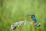 Kingfisher (Alcedo atthis), United Kingdom, Europe