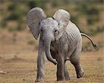 Young African elephant (Loxodonta africana), Addo Elephant National Park, South Africa, Africa