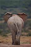 African elephant (Loxodonta africana) bull, Addo Elephant National Park, South Africa, Africa