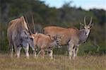 Common eland (Taurotragus oryx) adult and young, Addo Elephant National Park, South Africa, Africa