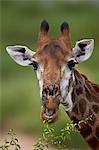 Cape giraffe (Giraffa camelopardalis giraffa) eating, Kruger National Park, South Africa, Africa