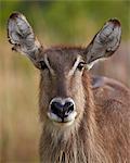 Common waterbuck (Ellipsen waterbuck) (Kobus ellipsiprymnus ellipsiprymnus) doe, Kruger National Park, South Africa, Africa