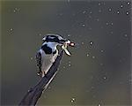 Pied kingfisher (Ceryle rudis) with fish, Kruger National Park, South Africa, Africa