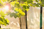 Sun shining through maple leaves in greenhouse, Munich, Bavaria, Germany