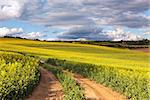 Yellow canola fields and ground road overlooking a valley, rural spring landscape