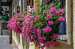 Beautiful pink flowers pelargonium hang-downing in macro on the balcony