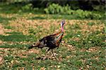 South Texas Rio Grande Turkey walking to the right