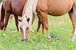 Brown horse mares graze in the pasture