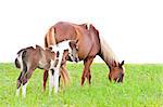 Brown mare and foal isolated on white in a field of grass.