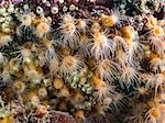 Photographed at 70ft deep off the Gulf Islands of Southern British Columbia