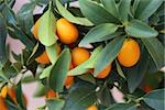 details of Orange kumquat on the tree - symbol of Vietnamese lunar new year