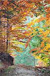 Colorful Autumn Fall Leaves in forest landscape and footpath, vertical