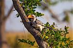 Southern Yellow-billed Hornbill in reserve of Botswana, Southern Africa