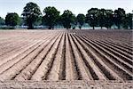 Plowed field in the Netherlands