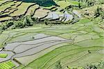 rice paddy terrace fields between banaue and batad infugao Luzon in Philippines