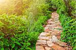 old stone road between green trees and bushes