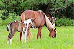 Mare and foal with white brown graze in the pasture. Thailand