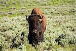 Bison walking towards the camera at the Yellowstone National Park