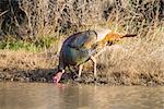 Wild Rio Grande turkey drinking water from a pond