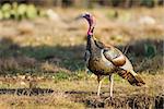 Wild Rio Grande Turkey standing by a Texas pond