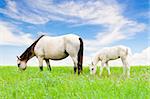 White horse mare and foal grazing in the pasture of Thailand on blue sky background