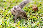 Three striped Palm Squirrel from Sri Lanka.