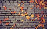 Autumn texture with paving stones and yellow leaves