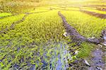 Green paddy fields in Nepal, Annapurna trekking