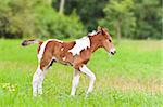 Brown horse foal walking in green grass of Thailand