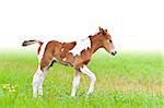 Horse foal walking in green grass on white background
