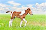 Horse foal walking in green grass on blue sky background
