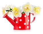 Spring flowers narcissus in red watering can. Isolated on white background